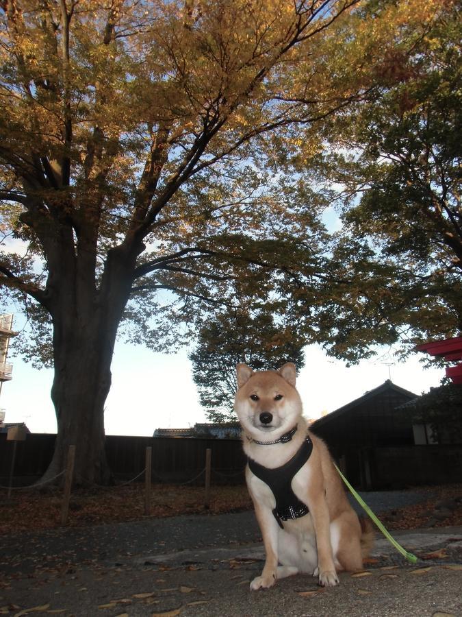 Kanazawa Share House Gaooo Eksteriør bilde